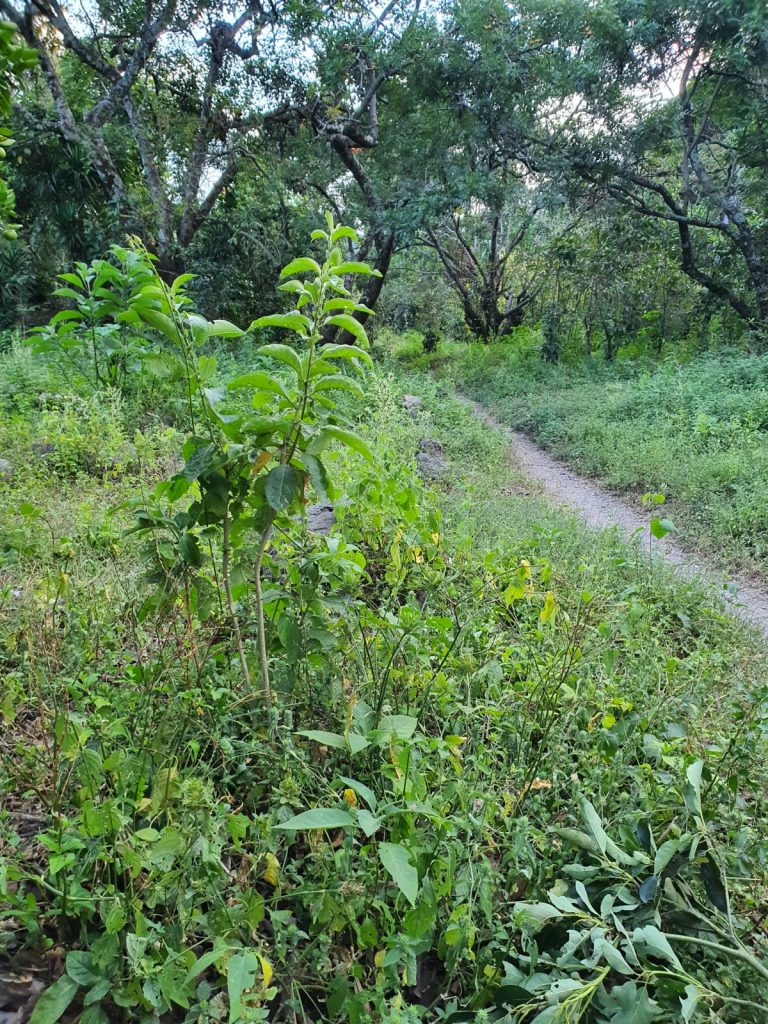 Hike to the Ayahuasca Ceremony